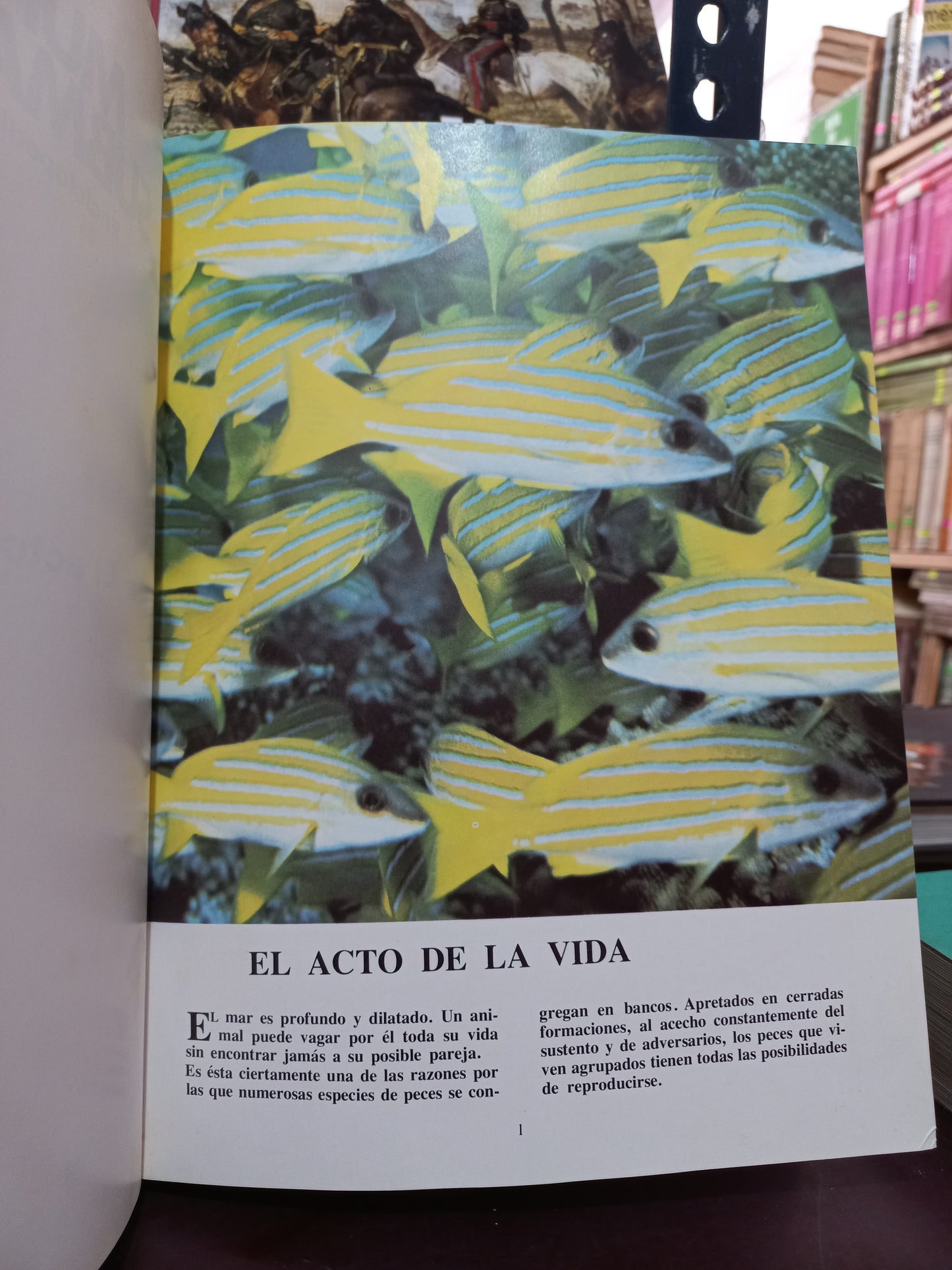 MUNDO SUBMARINO ENCICLOPEDIA COUSTEAU USADO BIOLOGÍA LITERARIO 305