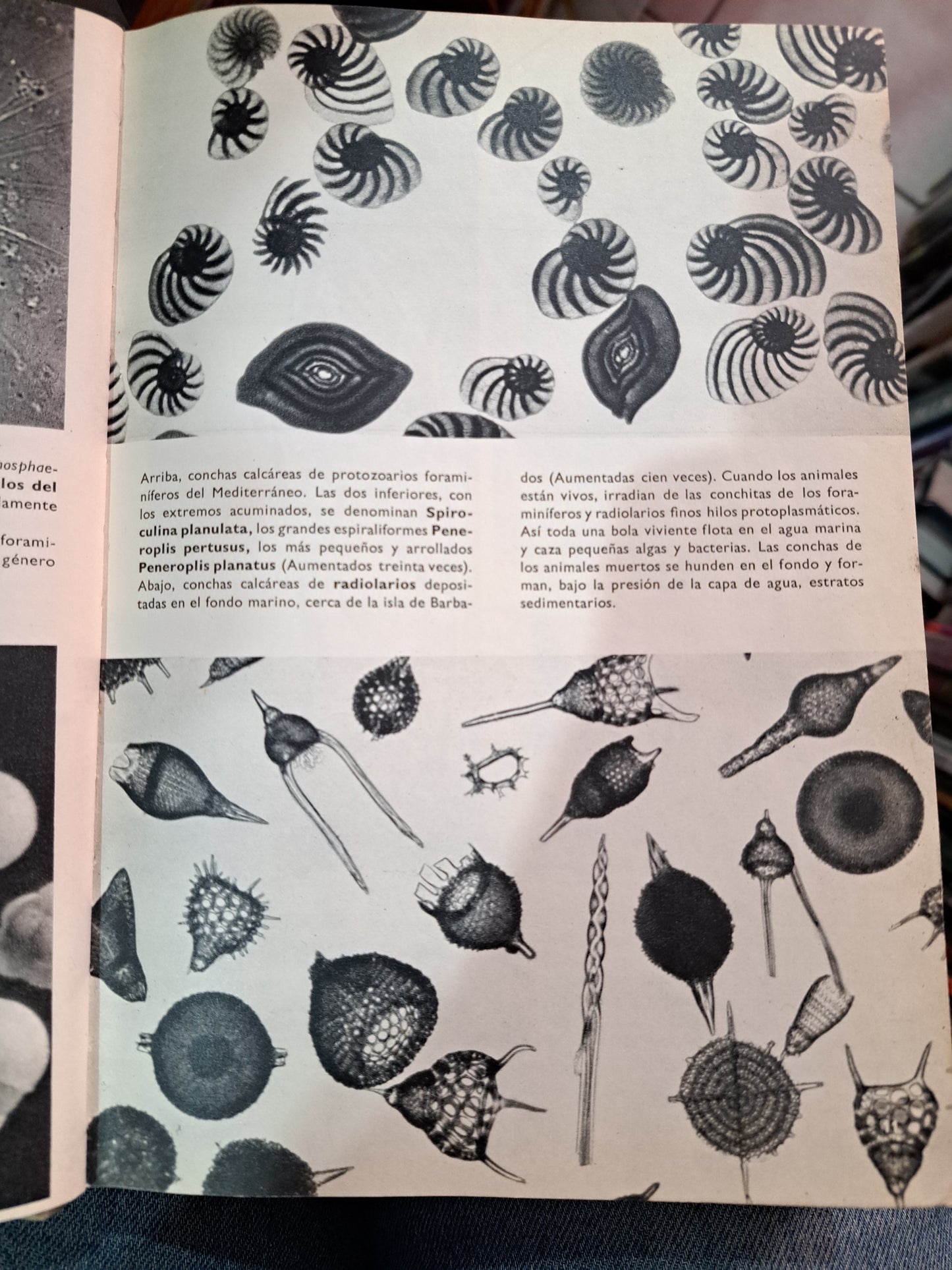 GRAN ENCICLOPEDIA ILUSTRADA DEL REINO ANIMAL V.J. STANEK USADO HISTORIA LITERARIO 305