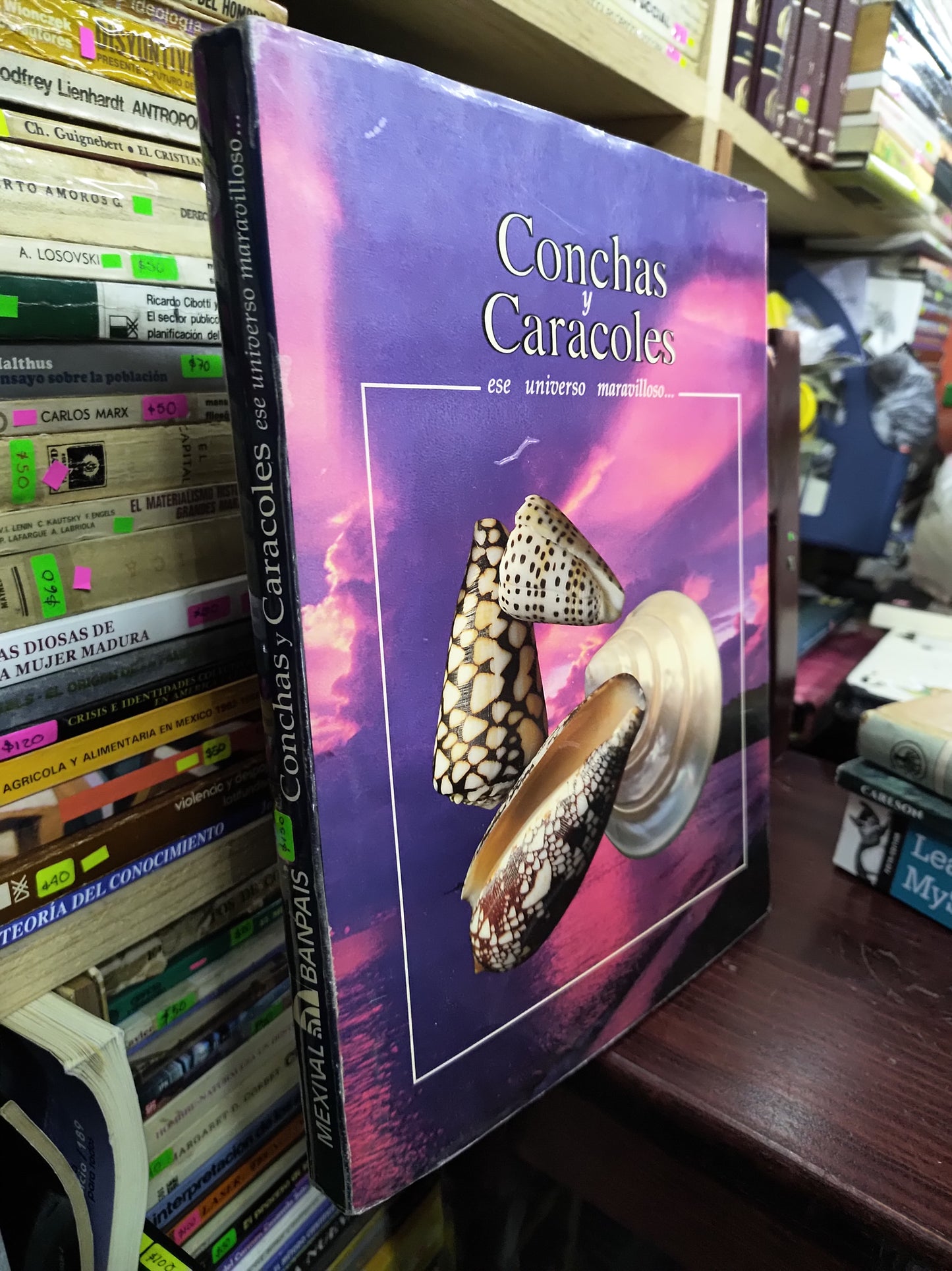 CONCHAS Y CARACOLES POR LOURDES SUAREZ DIEZ USADO ARTES LITERARIO 207