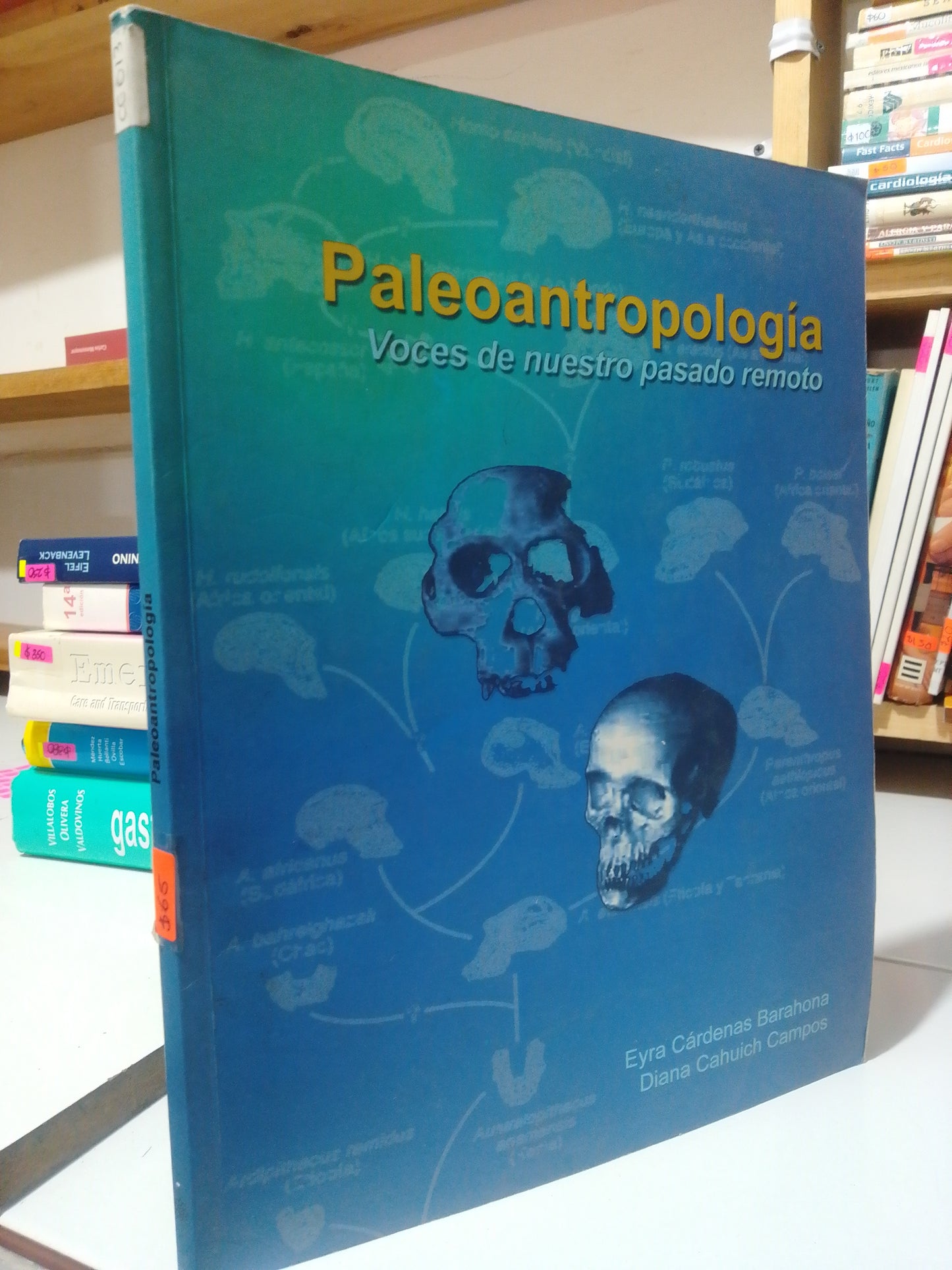 PALEOANTROPOLOGIA POR EYRA CARDENAS BARAHONA USADO SALUD JUAREZ