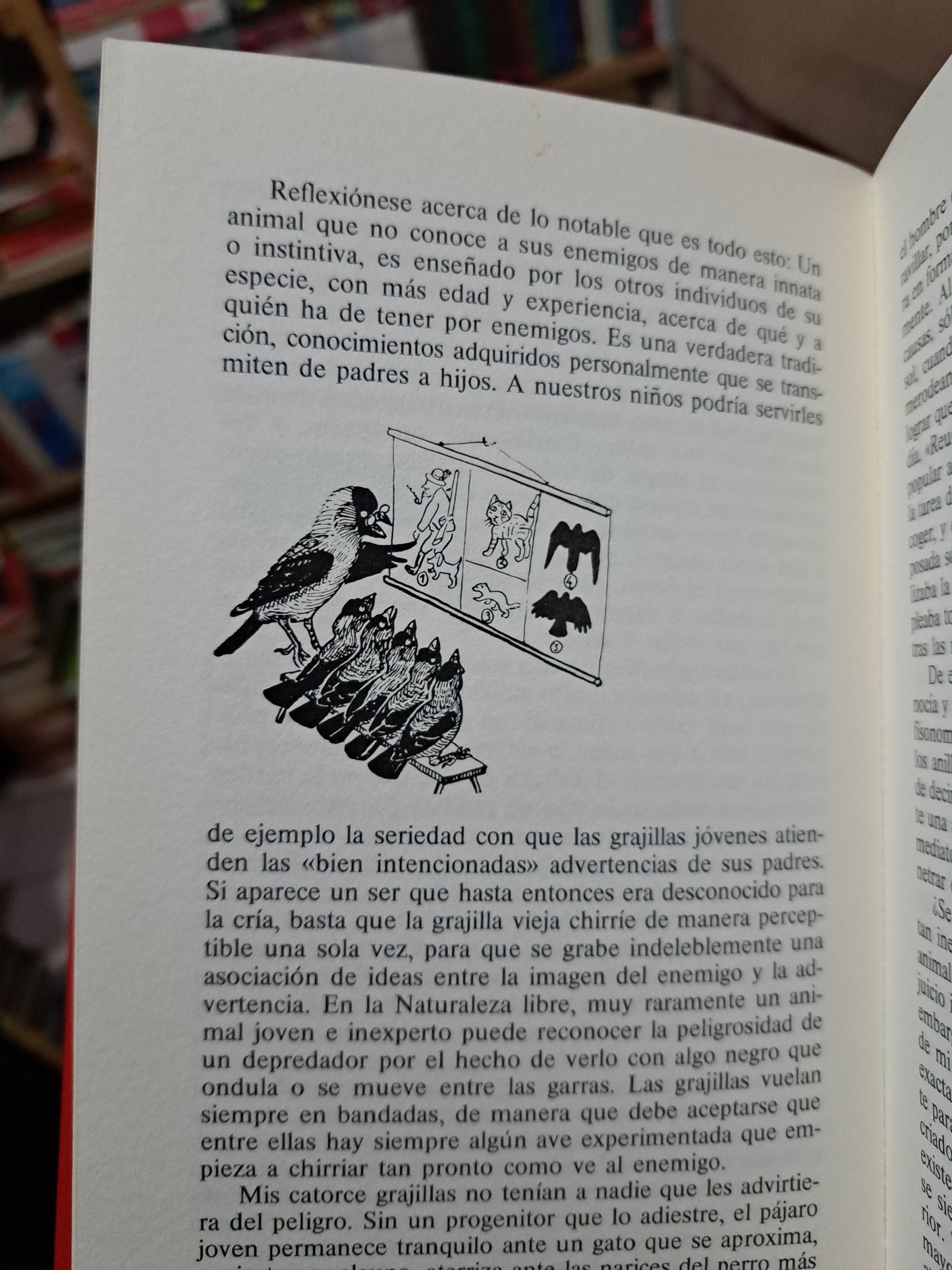 EL ANILLLO DEL REY SALOMÓN KONRAD LORENZ USADO NOVELA LITERARIO 305